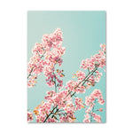 Cherry Blossoms Canvas